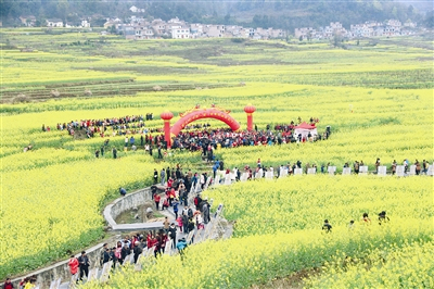 Rape flower festival kicks off