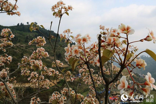 Tian'e holds fourth tung flower festival