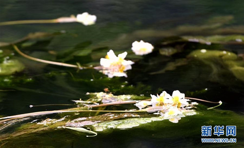 Rare aquatic plant blooms on Chengjiang River