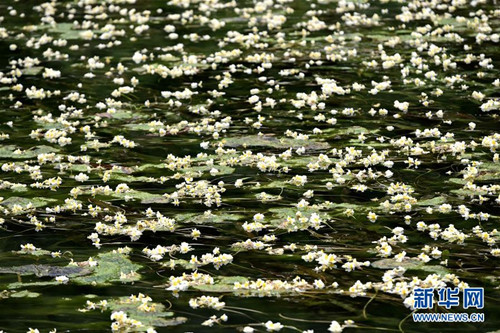 Rare aquatic plant blooms on Chengjiang River