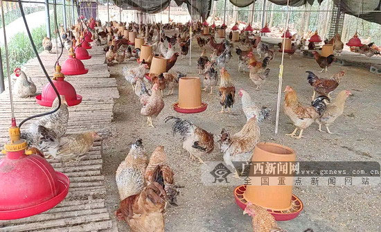 Scale chicken breeding boosts Dahua's economy