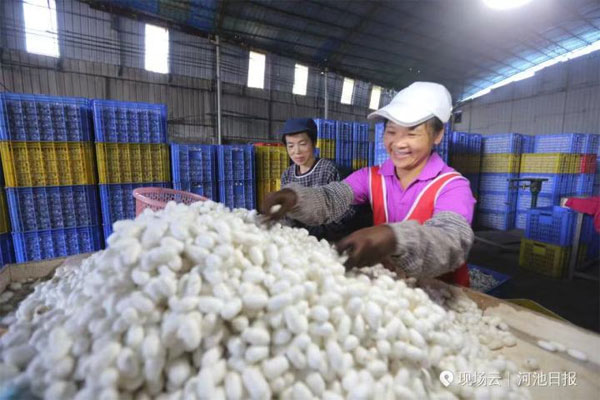 Sericulture lifts 12,000 Yizhou residents out of poverty