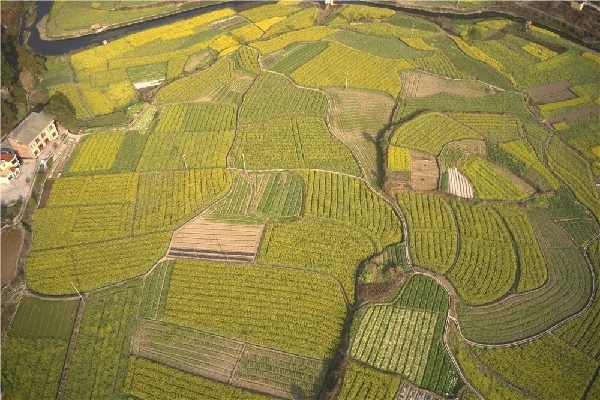 Nandan rape fields bloom in the springtime