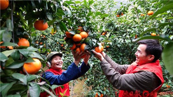 Village in Dahua vibrant in spring