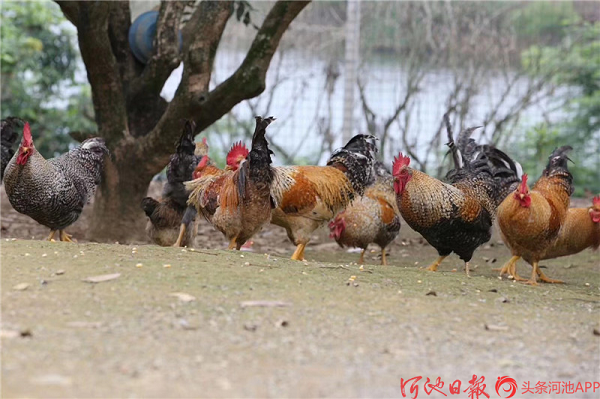 Qibainong chicken selected as representative brand of Guangxi