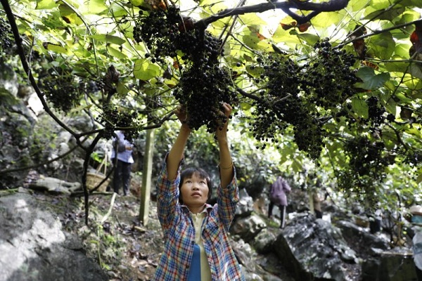 Bumper crop of grapes gathered in Hechi