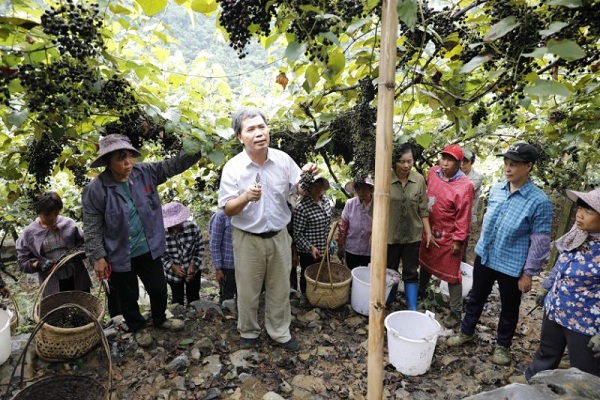 Bumper crop of grapes gathered in Hechi