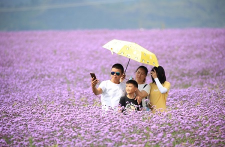 Guizhou draws tourists with purple 'sea' of flowers