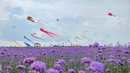 Guizhou draws tourists with purple 'sea' of flowers