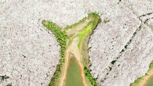 Cherry blossoms adorn Guian, Guizhou province