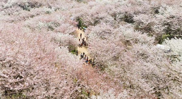 Cherry blossoms adorn Guian, Guizhou province