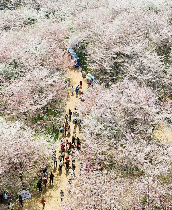 Cherry blossoms adorn Guian, Guizhou province