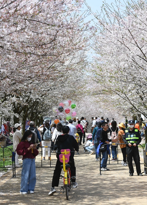 Cherry blossoms adorn Guian, Guizhou province