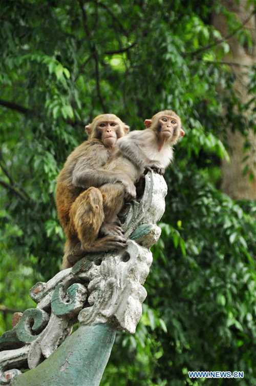 Wild macaques frolic in Qianling Park in SW China