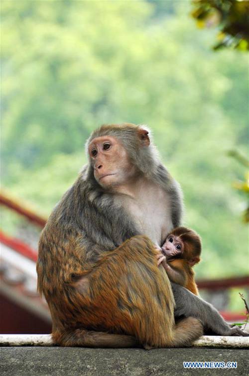 Wild macaques frolic in Qianling Park in SW China