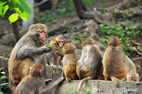 Wild macaques frolic in Qianling Park in SW China