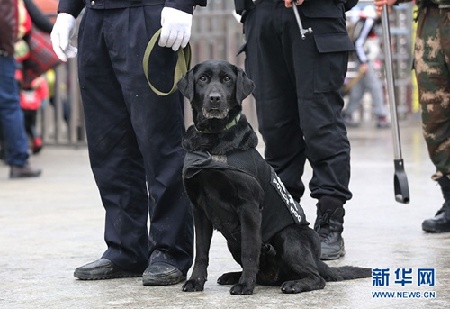 Police dog works to keep public safe during chunyun