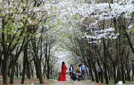 Cherry blossoms bring tourists to Guizhou