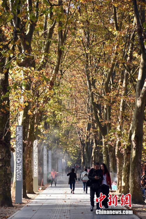 'Golden Avenue' captures the beauty of the change in season