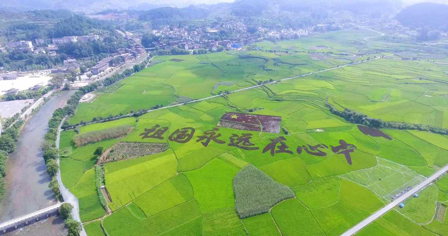 Spectacular views of paddy fields in Guizhou