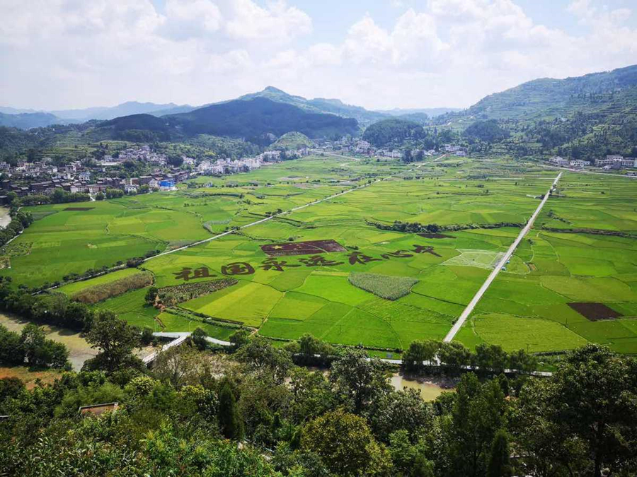 Spectacular views of paddy fields in Guizhou