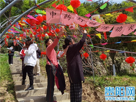 Cherry blossom festival opens at Guiyang botanical garden