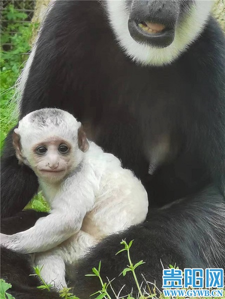 Baby monkeys are born in Qianlingshan Park