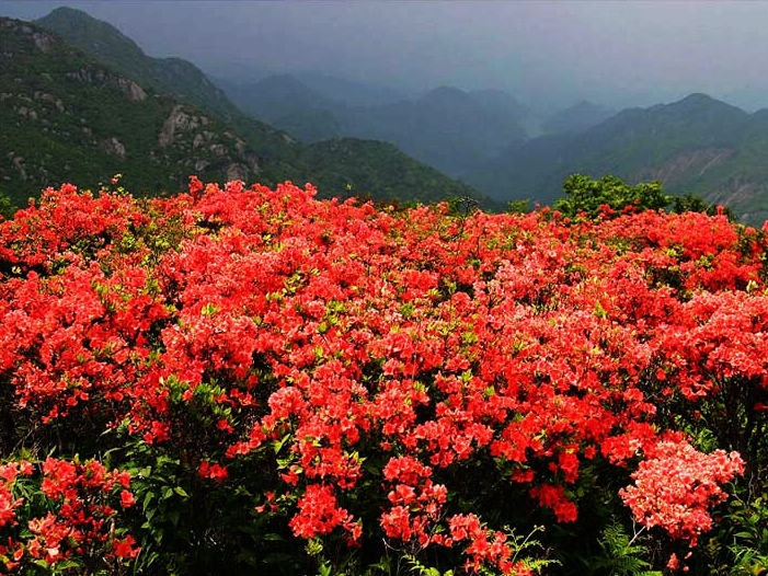Blossoming flowers on Mount Fanjing