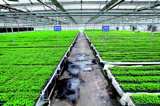 Zunyi to support 30 modernized agricultural gardens