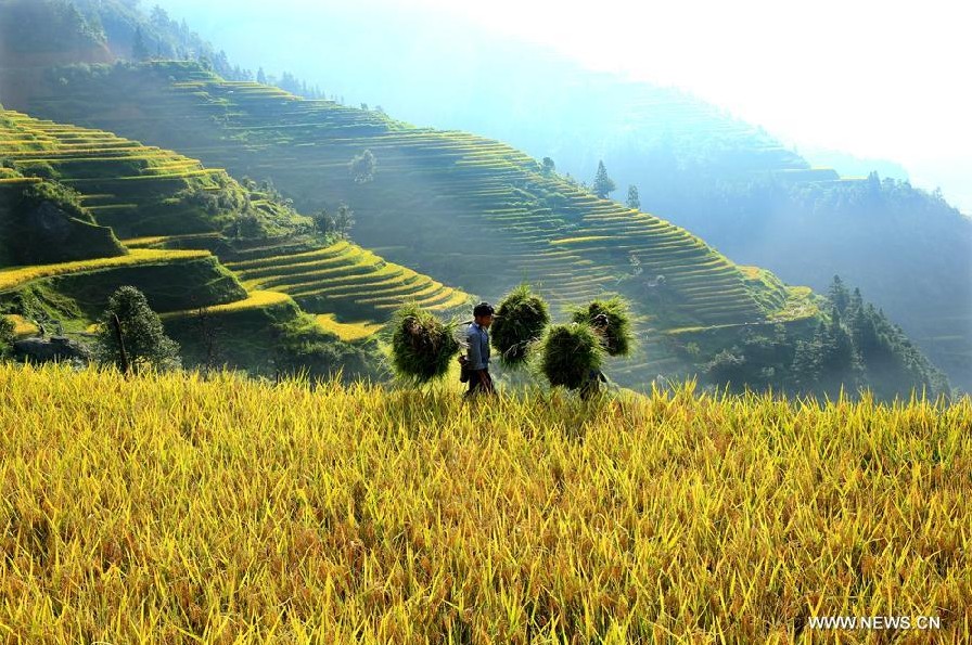 Scenery of terraced fields in SW China