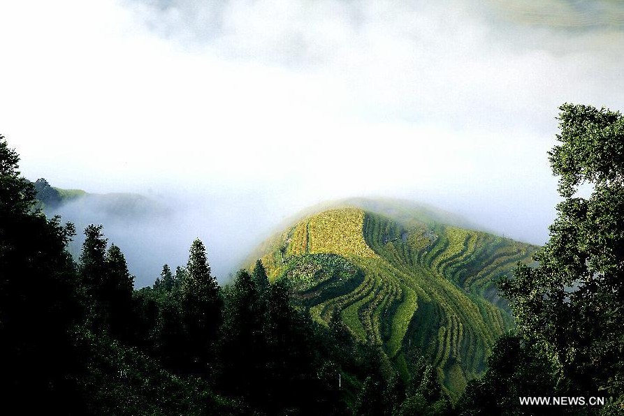 Scenery of terraced fields in SW China