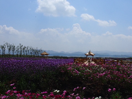 Lavender fields in Guizhou