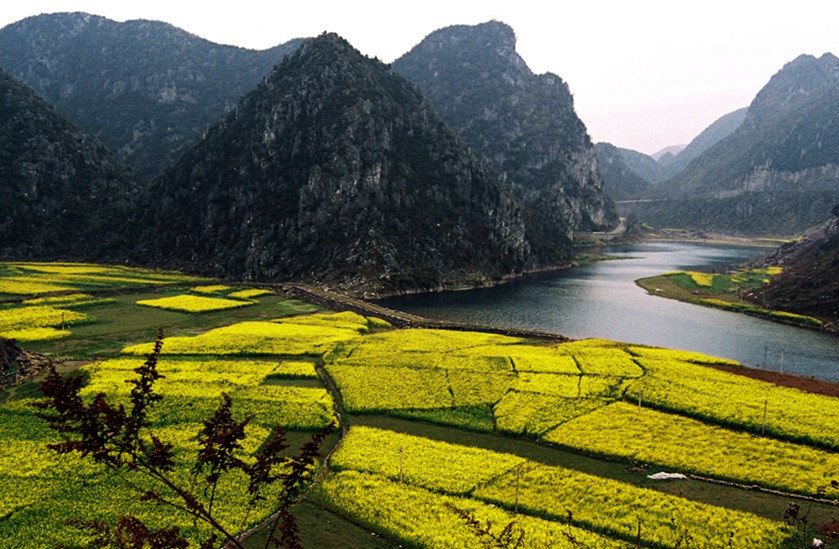 Enjoy the beauty of canola flowers in Guizhou