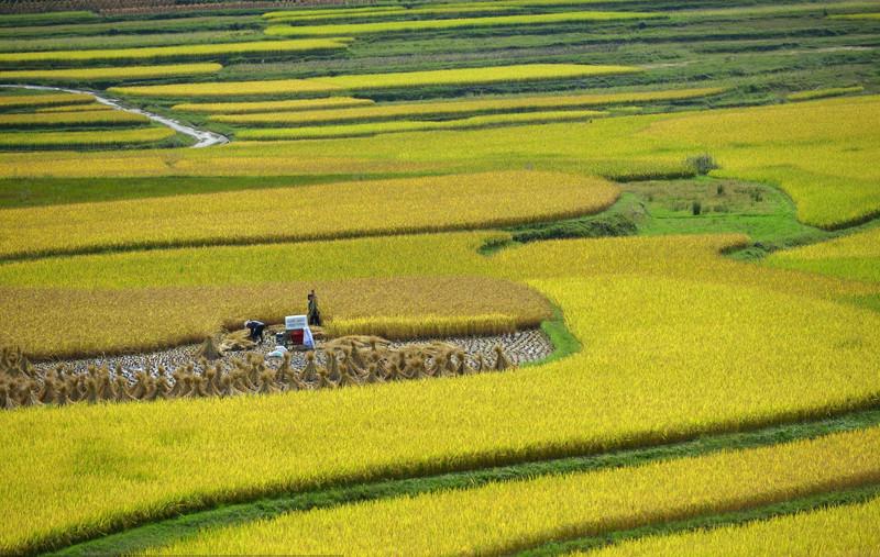 Miao ethnic people welcome the autumn harvest