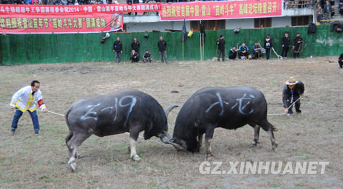 It's battle of the bulls for Guizhou's Miao