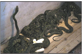 Breeder raises venomous snakes for market