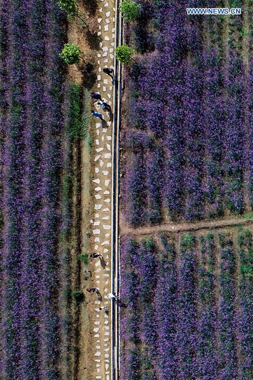 Full-blown lavender attracts visitors in SW China