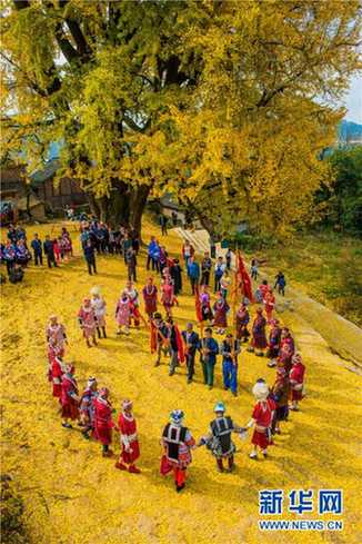 Gingko trees bring fortune to ancient village