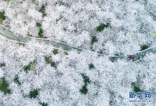 Cherry blossoms cover Guizhou's Hongfenghu Lake