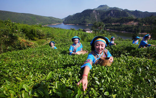 The Duyun Maojian Tea processing technique