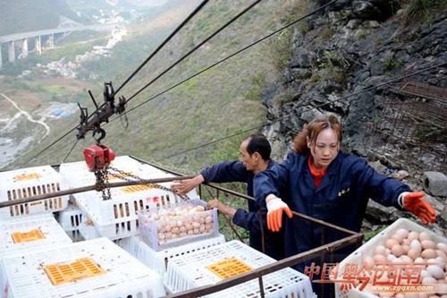 Chickens boost poverty alleviation in Guizhou