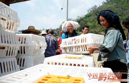 Chickens boost poverty alleviation in Guizhou