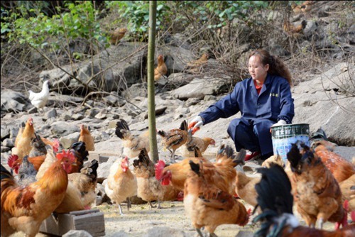 Chickens boost poverty alleviation in Guizhou