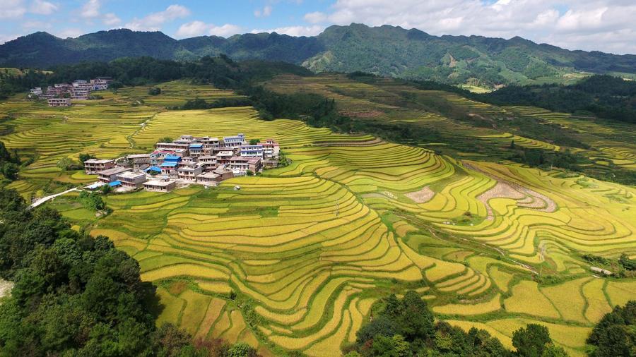 Aerial view of paddy fields in SW China's Guizhou