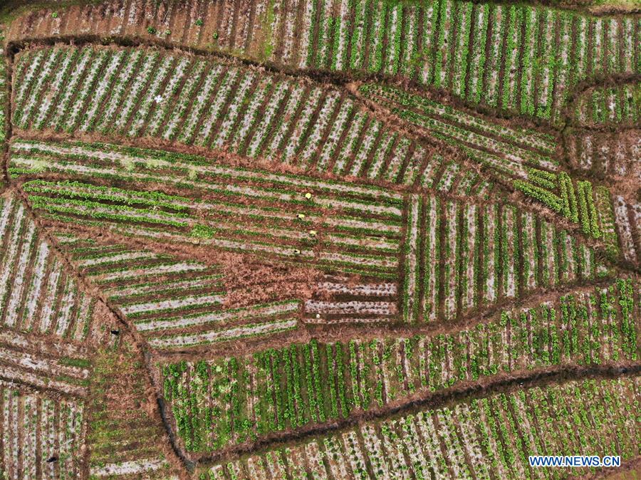 White radish planting helps villagers increase incomes in China's Guizhou