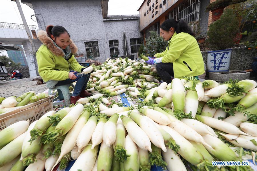 White radish planting helps villagers increase incomes in China's Guizhou