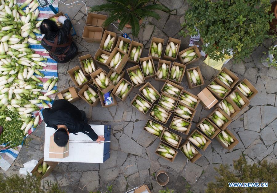 White radish planting helps villagers increase incomes in China's Guizhou