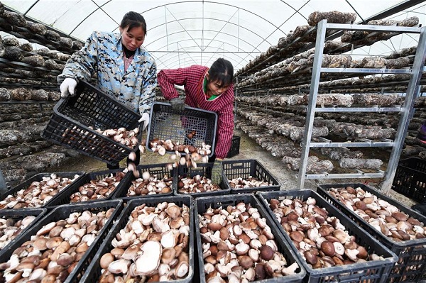 Residents make profits from organic agriculture businesses in SW China