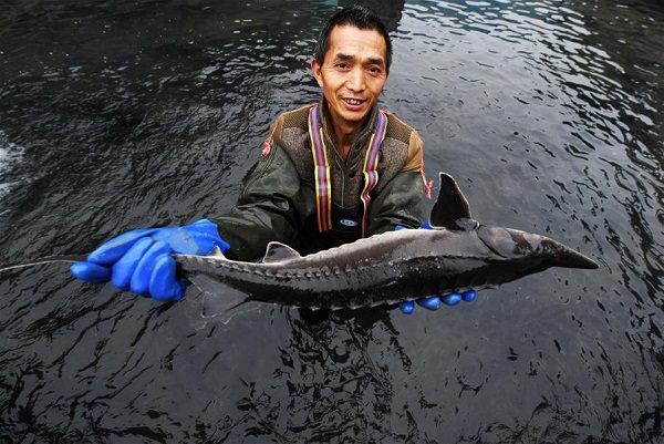 Residents make profits from organic agriculture businesses in SW China