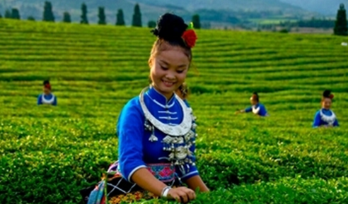 Guizhou's top tea culture tour routes